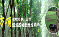 海南橡膠：加強生產(chǎn)管理推進熱帶高效農(nóng)業(yè)發(fā)展