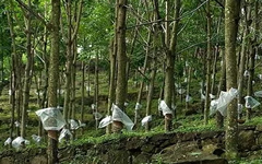 云南對(duì)于橡膠樹(shù)物候、病蟲(chóng)害實(shí)時(shí)監(jiān)測(cè)中為提高橡膠產(chǎn)量奠定基礎(chǔ)