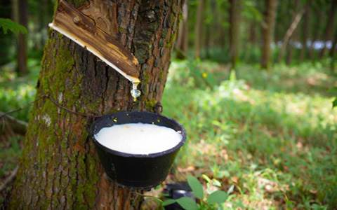 泰國尋求與中國協(xié)商橡膠進(jìn)口零關(guān)稅